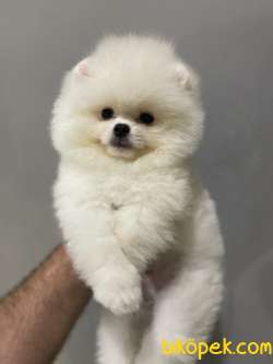 Ayi Surat Pomeranian Boo Yavrularimiz 3