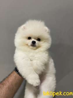 Ayi Surat Pomeranian Boo Yavrularimiz 2