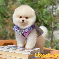 Ayı Surat Pomeranian Boo Yavrularımız 1