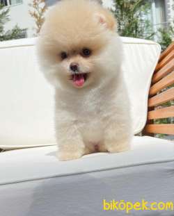 Ayı Surat Pomeranian Boo Yavrularımız 3