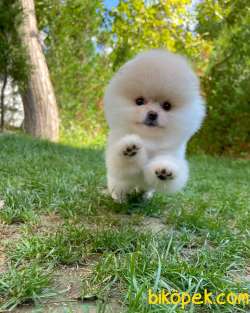 Ayı Surat Pomeranian Boo Yavrularımız 2