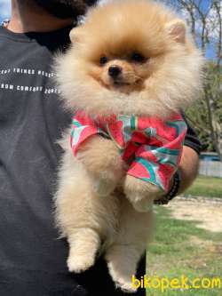Ayi Surat Pomeranian Boo Yavrularimiz 3