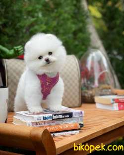 Ayı Surat Pomeranian Boo Yavrularımız 2