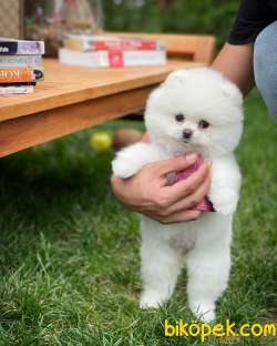 Ayı Surat Pomeranian Boo Yavrularımız 4