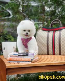 Ayı Surat Pomeranian Boo Yavrularımız 3