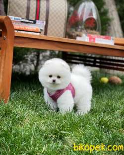 Ayı Surat Pomeranian Boo Yavrularımız 1