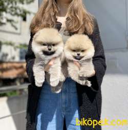 Ayı Surat POMERANİAN BOO Yavrularımız 4