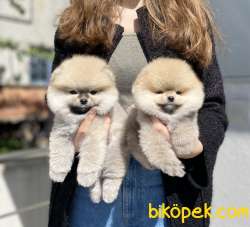 Ayı Surat POMERANİAN BOO Yavrularımız 1