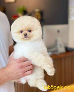 Ayı Surat Pomeranian Boo Yavrularımız 3