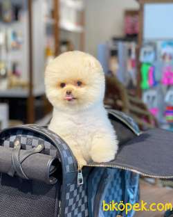 Ayı Surat Pomeranian Boo Yavrularımız 2