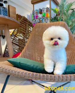 Ayı Surat Pomeranian Boo Yavrularımız 1
