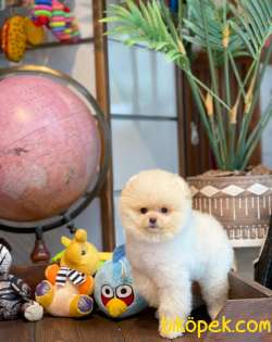 Ayı Surat Pomeranian Boo Yavrularımız 4