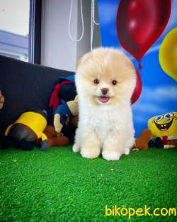 Ayı Surat Pomeranian Boo Yavrularımız 2