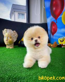 Ayı Surat Pomeranian Boo Yavrularımız 4