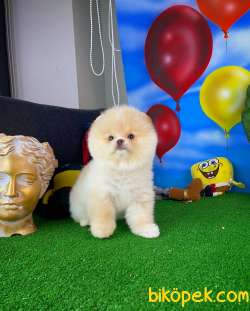 Ayı Surat Pomeranian Boo Yavrularımız 3