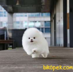 Ayı Surat Pomeranian Boo Yavrularımız 1