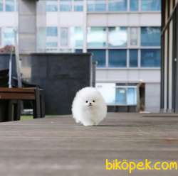 Ayı Surat Pomeranian Boo Yavrularımız 2
