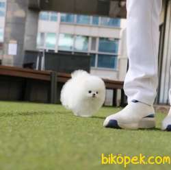 Ayı Surat Pomeranian Boo Yavrularımız 3