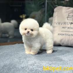Ayı Surat Pomeranian Boo Yavrularımız 2
