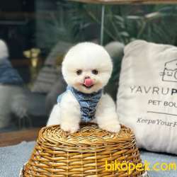 Ayı Surat Pomeranian Boo Yavrularımız 3