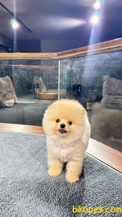 Pomeranian Boo Yavrularımız 2