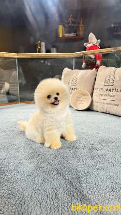 Pomeranian Boo Yavrularımız 3