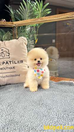 Pomeranian Boo Yavrularımız 1