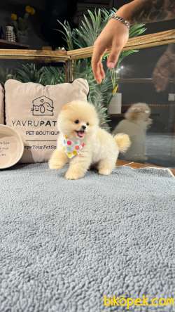 Pomeranian Boo Yavrularımız 4