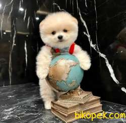 Ayı Surat Pomeranian BOO Yavrum Sizlerle 3