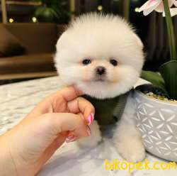 Ayı Surat Pomeranian BOO Yavrum Sizlerle 2