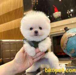 Ayı Surat Pomeranian BOO Yavrum Sizlerle
