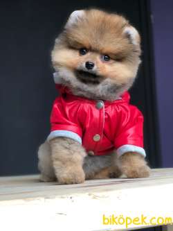 Ayı Surat Pomeranian BOO Yavrumuz  4