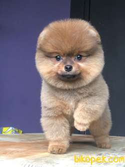 Ayı Surat Pomeranian BOO Yavrumuz  1