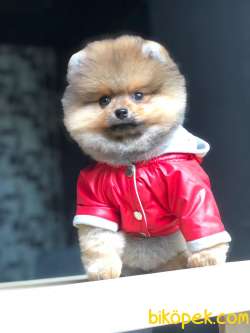 Ayı Surat Pomeranian BOO Yavrumuz  3