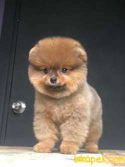 Ayı Surat Pomeranian BOO Yavrumuz  2
