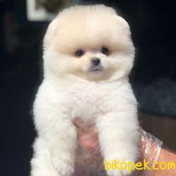 Ayı Surat Pomeranian BOO Yavrumuz  3