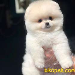 Ayı Surat Pomeranian BOO Yavrumuz  1
