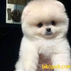 Ayı Surat Pomeranian BOO Yavrumuz  4