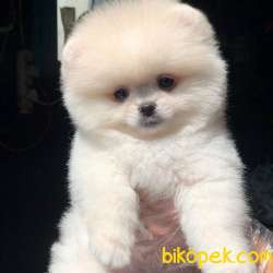 Ayı Surat Pomeranian BOO Yavrumuz  2