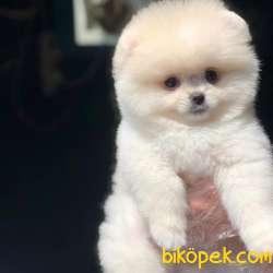 Ayı Surat Pomeranian BOO Yavrumuz  5