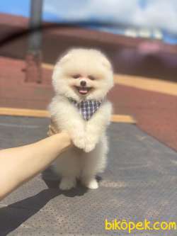 Ayı Surat Pomeranian Boo Yavrumuz 2