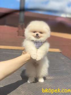 Ayı Surat Pomeranian Boo Yavrumuz 5