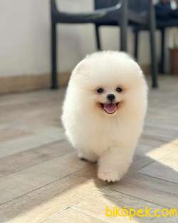 Ayı Surat Pomeranian Boo Yavrumuz “İcardi” 1
