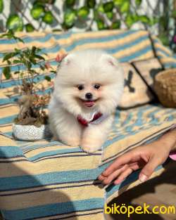Ayı Surat Pomeranian Boo Yavrumuz “İcardi” 4