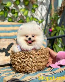 Ayı Surat Pomeranian Boo Yavrumuz “İcardi” 5