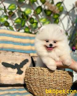 Ayı Surat Pomeranian Boo Yavrumuz “İcardi” 2