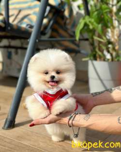 Ayı Surat Pomeranian Boo Yavrumuz “İcardi” 3