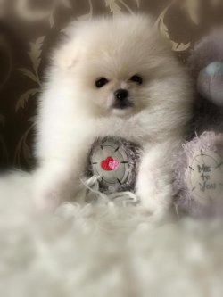 AYI SURAT POMERANİAN  ORJİNAL BASIK BURUNLU 1