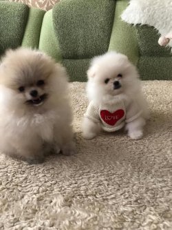 AYI SURAT POMERANİAN  ORJİNAL BASIK BURUNLU 3