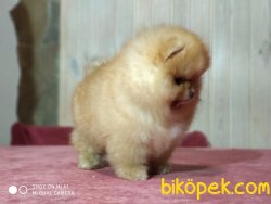 AYI SURAT POMERANİAN  ORJİNAL BASIK BURUNLU EĞİTİMLİ 2